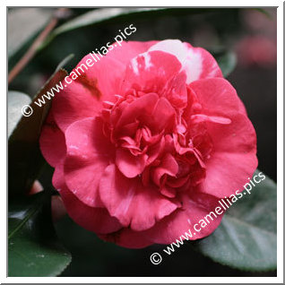 Camellia Japonica 'Gigantea'