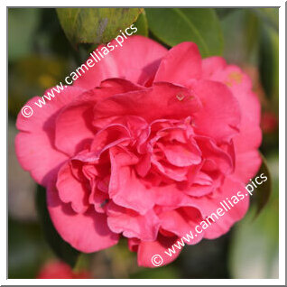 Camellia Japonica 'Gigantea Red'