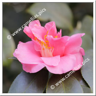 Camellia Japonica 'Regina dei Giganti (US)'