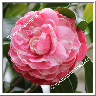 Camellia Japonica 'Gil Vicente'