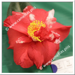 Camellia Japonica 'Eddie Gilley Variegated'
