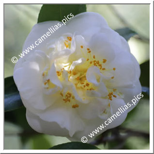 Camellia Japonica 'Gilley's White'