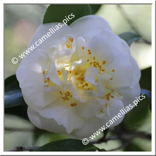 Camellia Japonica 'Gilley's White'