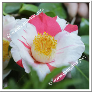 Camellia Higo Camellias 'Ginga'