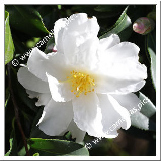 Camellia Sasanqua 'Ginryû'