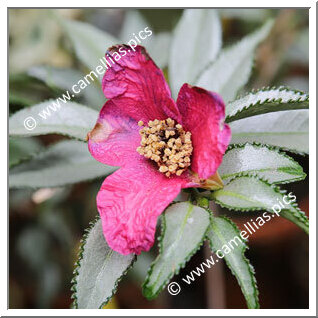 Camellia Japonica 'Gin'yô-tsubaki'