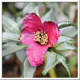 Camellia Japonica 'Gin'yô-tsubaki'