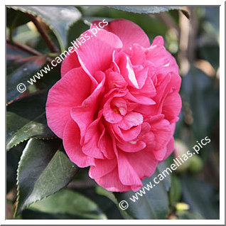 Camellia Japonica 'Giovanna Barbara'