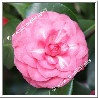 Camellia Japonica 'Giovanni Chiari'