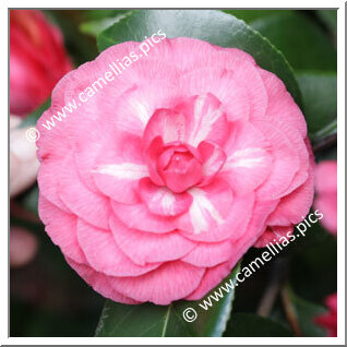 Camellia Japonica 'Giovanni Chiari'