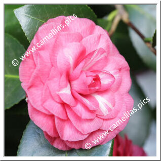Camellia Japonica 'Giovanni Chiari'
