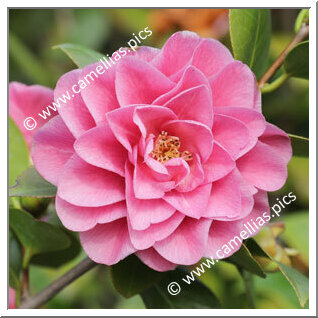 Camellia Japonica 'Giulia Aloisi'