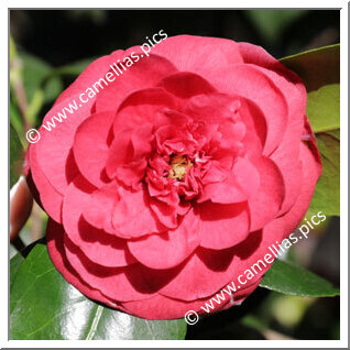 Camellia Japonica 'Giulio Cesare'