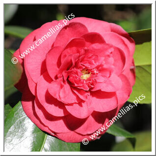 Camellia Japonica 'Giulio Cesare'