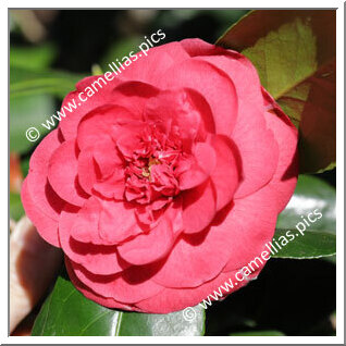 Camellia Japonica 'Giulio Cesare'