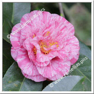 Camellia Japonica 'Giuseppe Traverso'