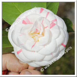 Camellia Japonica 'Giuseppina Mercatelli'