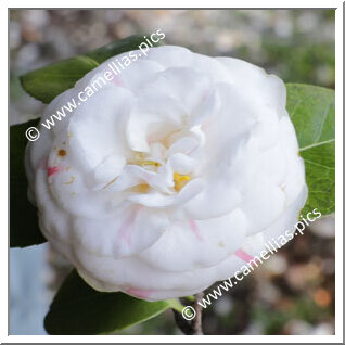 Camellia Japonica 'Giuseppina Mercatelli'