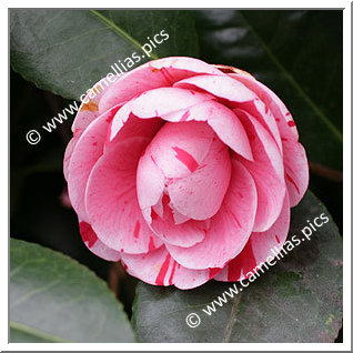 Camellia Japonica 'Giuseppina Savoldi'