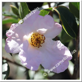 Camellia Species 'C. glabsipetala'