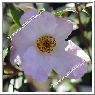 Camellia Species 'C. glabsipetala'