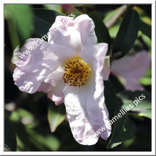 Camellia Botanique C. glabsipetala