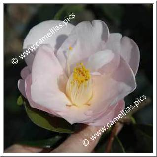 Camellia Japonica 'Gladys Wannamaker'