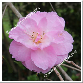 Camellia Hybride C.x williamsii 'Glenn's Orbit'