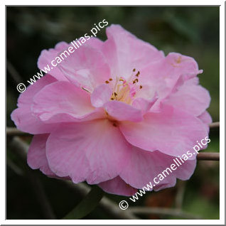 Camellia Hybride C.x williamsii 'Glenn's Orbit'