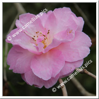 Camellia Hybride C.x williamsii 'Glenn's Orbit'