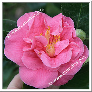 Camellia Japonica 'Gloire de Nantes'