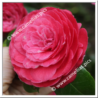 Camellia Japonica 'Gloria delle Isole Borromée'