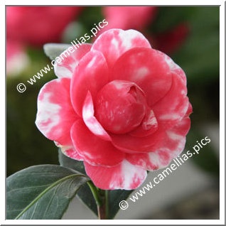 Camellia Japonica 'Gloria del Verbano'