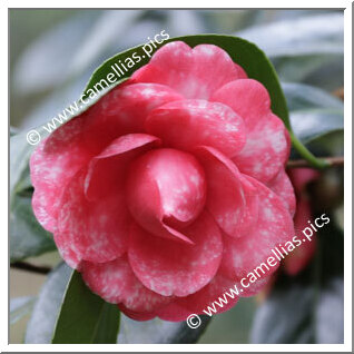 Camellia Japonica 'Gloria del Verbano'