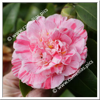 Camellia Japonica 'Gloria di Roma'