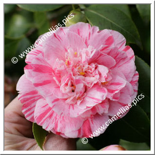 Camellia Japonica 'Gloria di Roma'