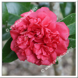 Camellia Japonica 'Gloria Belgica Nova'