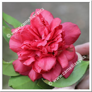 Camellia Japonica 'Gloria Belgica Nova'