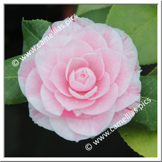 Camellia Japonica 'Goffredo Odero'