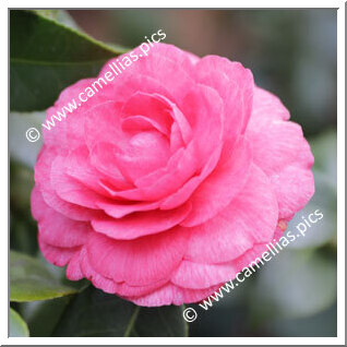Camellia Japonica 'Goffredo Odero'