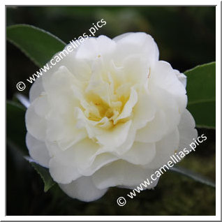 Camellia Hybride C.x williamsii 'Golden Fleece'