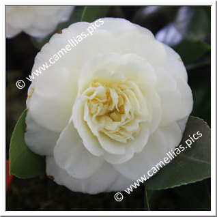 Camellia Hybrid C.x williamsii 'Golden Fleece'