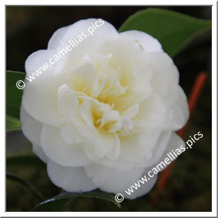 Camellia Hybrid C.x williamsii 'Golden Fleece'