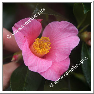 Camellia Hybrid C.x williamsii 'Golden Spangles'