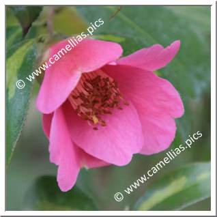 Camellia Hybride C.x williamsii 'Golden Spangles'