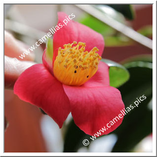 Camellia Japonica 'Golden Wedding'
