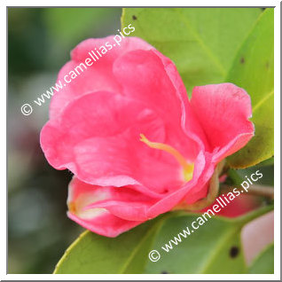Camellia Japonica 'Gomangoku'