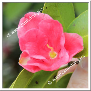 Camellia Japonica 'Gomangoku'