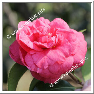 Camellia Japonica 'Comte de Gomer Rubra'