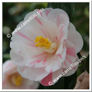 Camellia Japonica 'Goshiki-chiritsubaki'